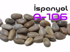 Enginar Tohumu kategorisi için resim